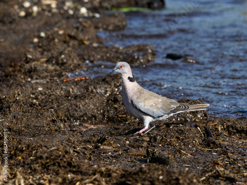 Mourning Collared-Dove standing on shore of lake Victoria, Tanzania