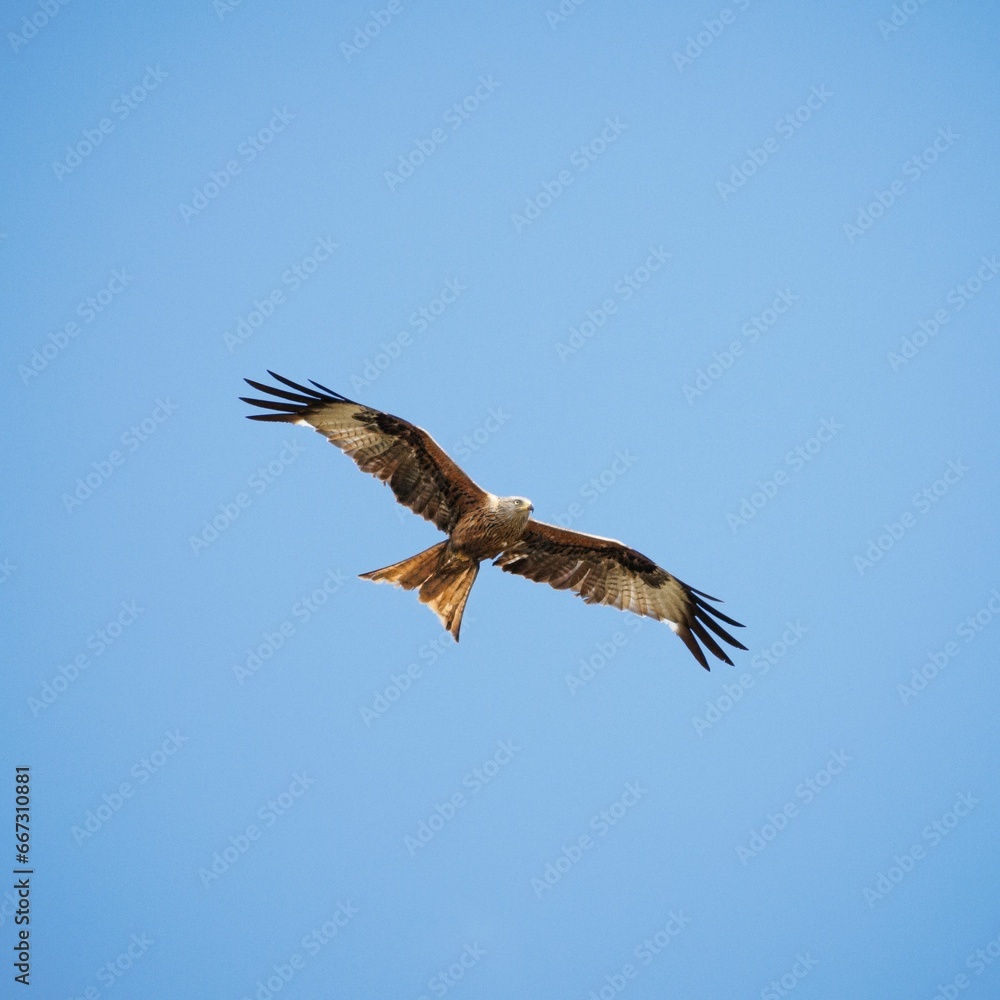 Solitary Red kite of black and brown plumage soaring through a clear blue sky