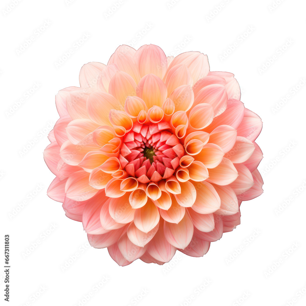 Fototapeta premium pink dahlia flower.