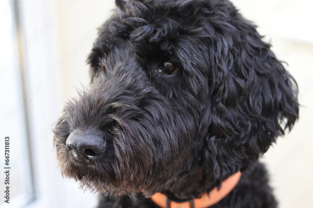 portrait of a dog portrait of a dog
