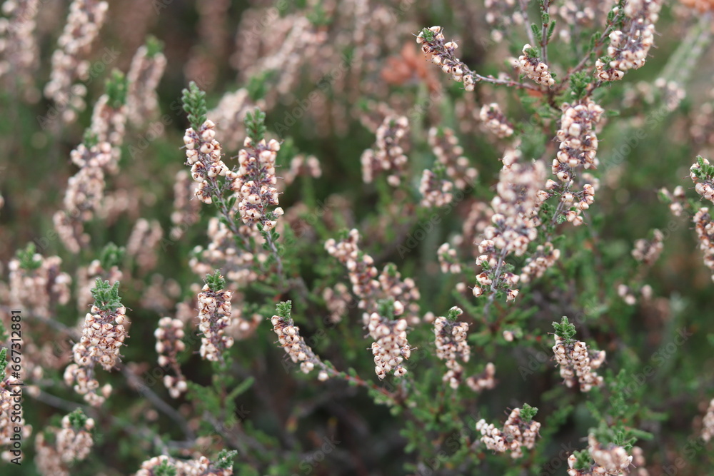 heather flowers heather flowers