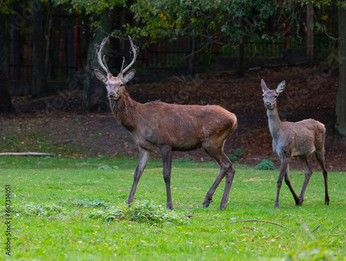 A pair of deer. Female and male deer.