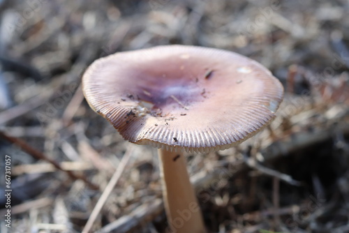 mushroom in the forest