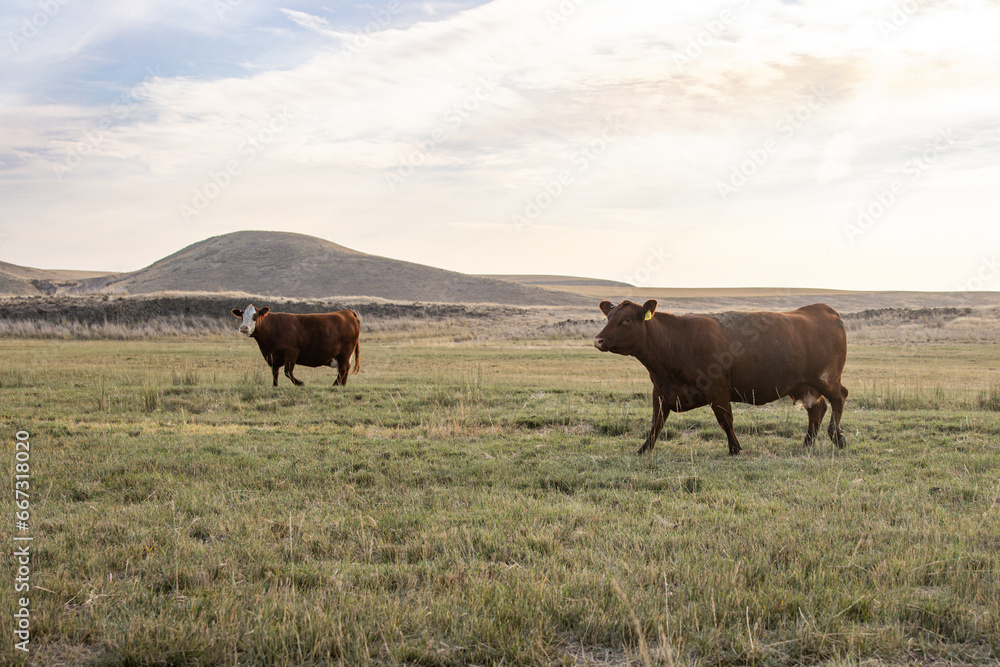 Cattle grazing pasture in rural Eastern Washington 