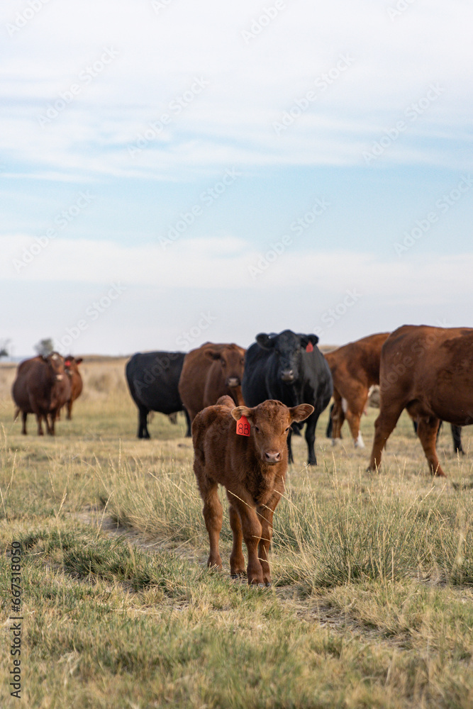 Cattle grazing pasture in rural Eastern Washington Cattle grazing pasture in rural Eastern Washington
