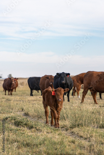 Cattle grazing pasture in rural Eastern Washington