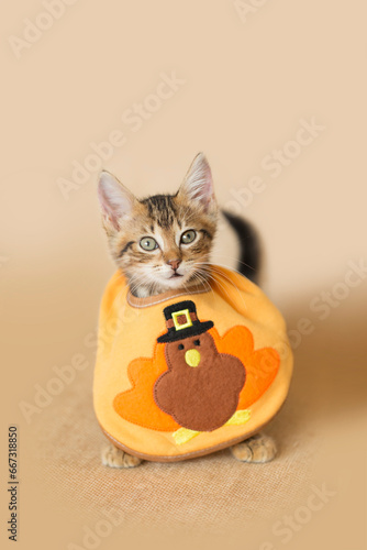Brown Tabby Kitten wearing a Thanksgiving Turkey Pilgrim  Bib , tan background.