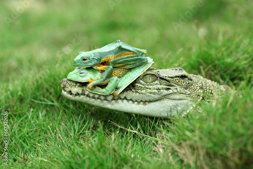 buaya, katak, seekor buaya dan dua ekor katak lucu di atas kepalanya photo