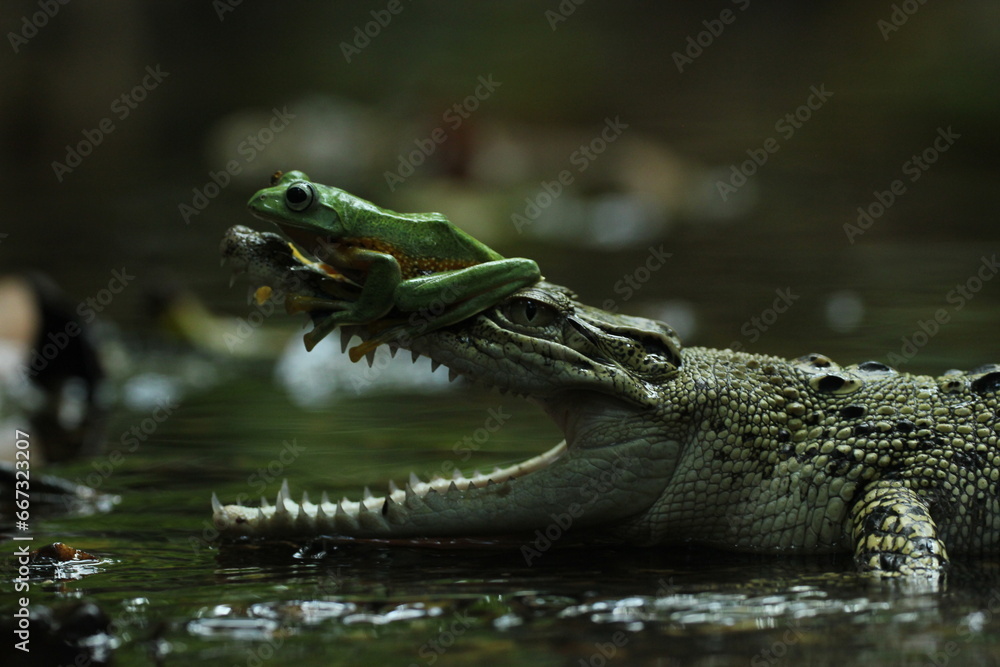 crocodile, frog, a crocodile and a cute frog on his head
 - obrazy, fototapety, plakaty 