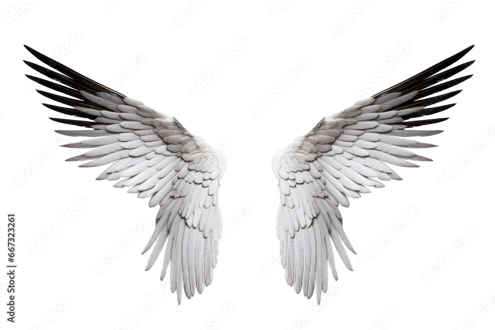 white and black wings on a transparent background. png file white and black wings on a transparent background. png file