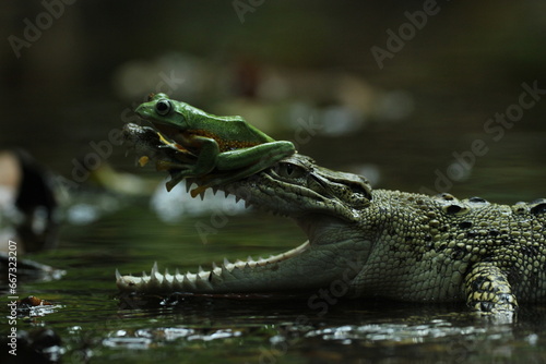 crocodile, frog, a crocodile and a cute frog on his head 