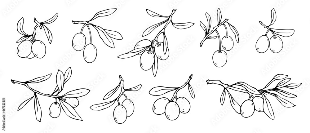 Set of linear sketches of olive tree branches with berries. Vector graphics. Set of linear sketches of olive tree branches with berries. Vector graphics.