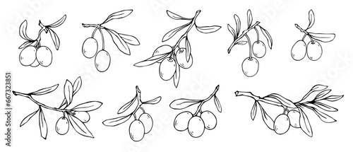Set of linear sketches of olive tree branches with berries. Vector graphics.