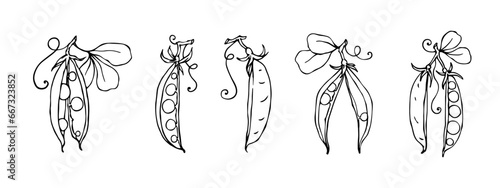 A set of sketches and doodles of green pea pods. Vector graphics.