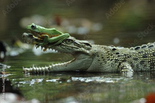 crocodile, frog, a crocodile and a cute frog on his head 