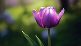 Purple tulip on a background of green grass in the park. Tulips. Mother's day concept with a space for a text. Valentine day concept with a copy space.
