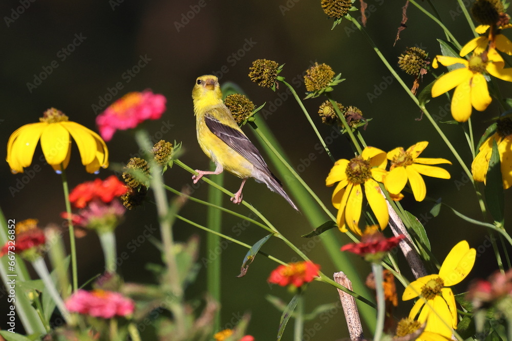 Gold finch eating seeds among flowers. Gold finch eating seeds among flowers.