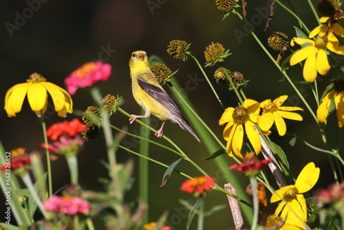 Fotografía Gold finch eating seeds among flowers.