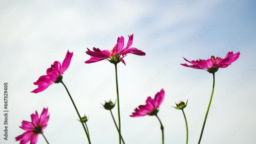 赤色の綺麗なコスモスの花