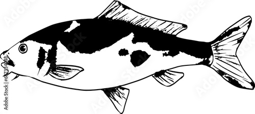 ニシキゴイの墨絵和風イラスト