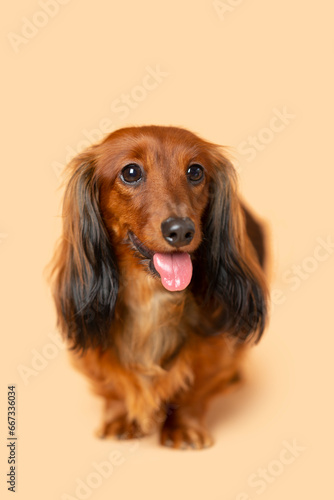 Reddish brown long hair Dachshund puppy wiener dog posed for the photo with tongue out on a light orange background.achshund Puppy dog Photo Shoot