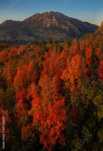 Fall Colors in Utah Mountains Portrait