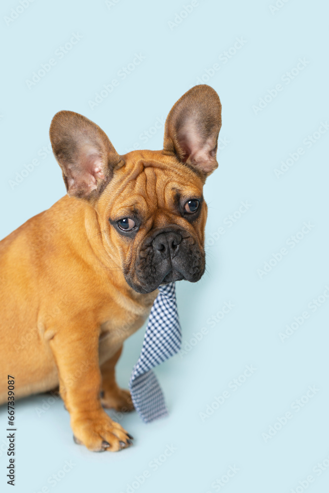 Brown French Bulldog Puppy wearing a plaid blue neck tie sitting on a light blue background posed for photos.