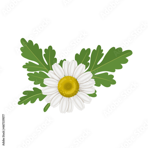 Vector illustration, Tanacetum parthenium, known as feverfew flower, isolated on white background.