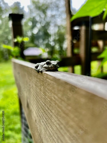frog on a fence