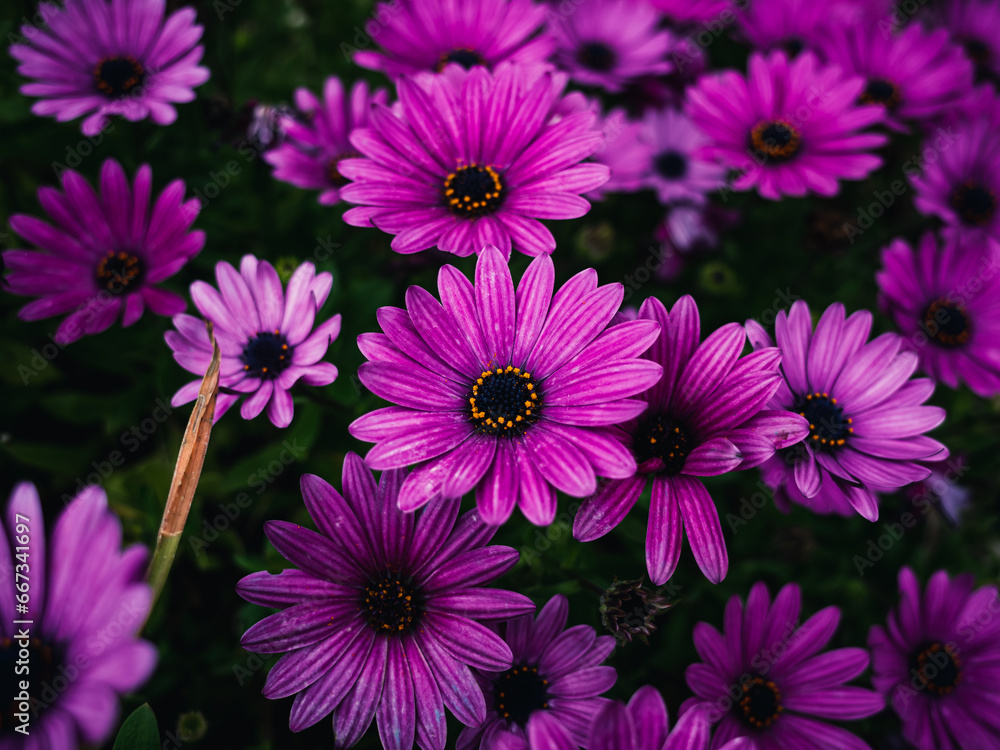 pink flowers pink flowers