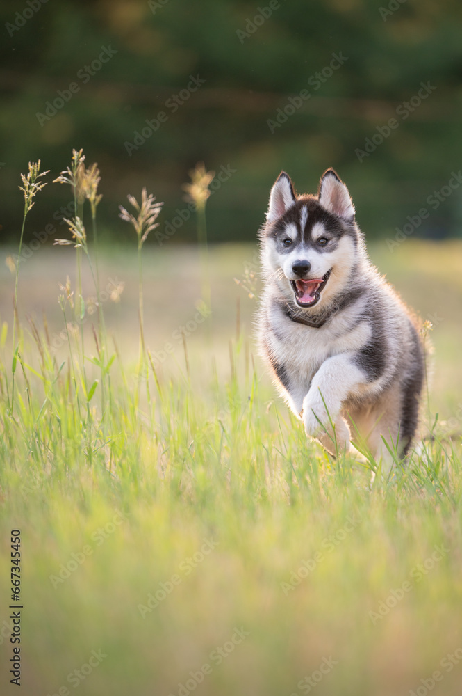 Siberian Husky puppy in motion. Black and white husky pup running toward camera in a meadow of grass and yellow wild flowers. 