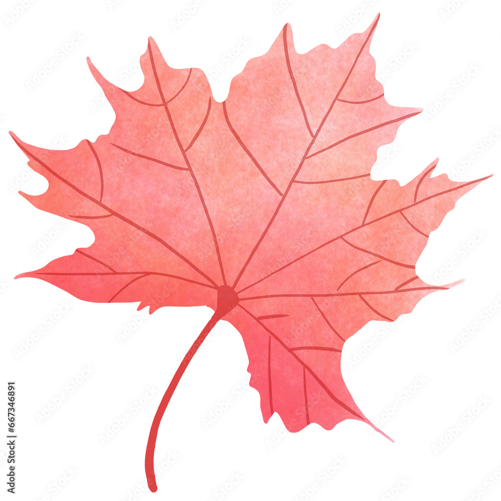 maple leaf isolated on white background maple leaf isolated on white background