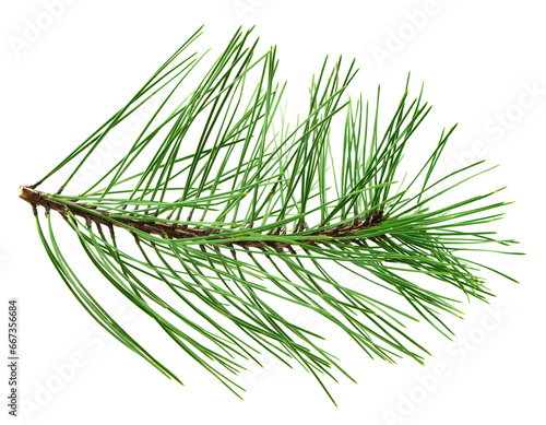 pine cone. branch on transparent, png. Spruce branch with green cones on white. Young pine cone on a green tree branch.
