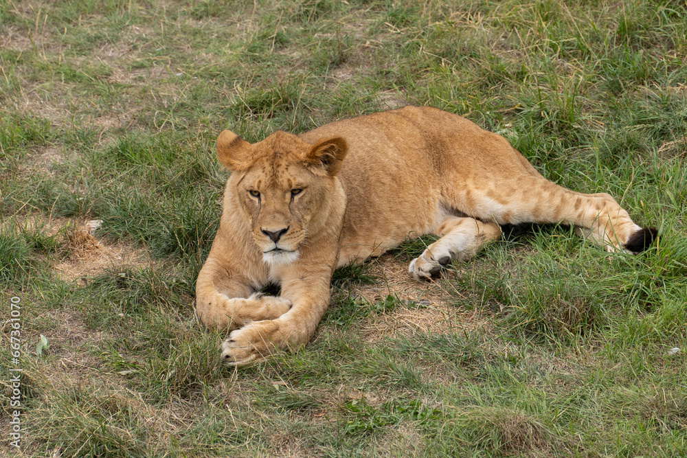 Fototapeta premium Lion in zoo