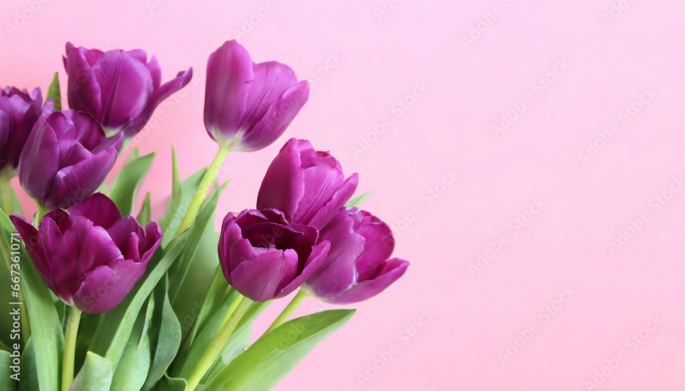 Obraz premium Purple tulips in a isolated pastel background Copy space
