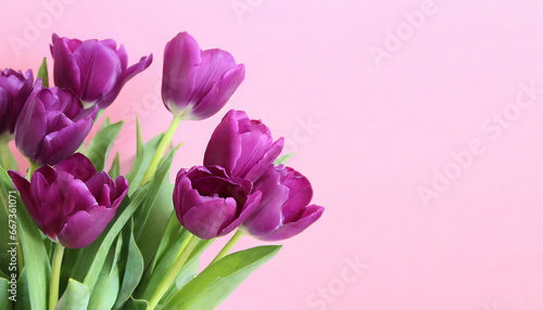 Purple tulips in a isolated pastel background Copy space