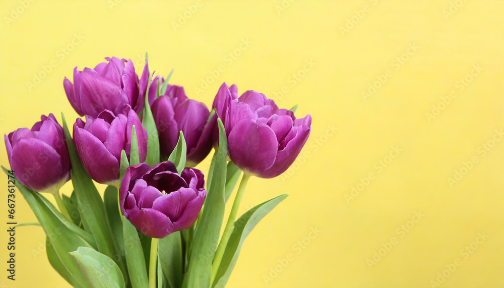 Purple tulips in a isolated pastel background Copy space Purple tulips in a isolated pastel background Copy space