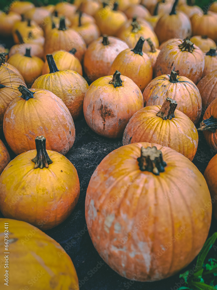 Beautiful orange pumpkins lie next to each other Beautiful orange pumpkins lie next to each other