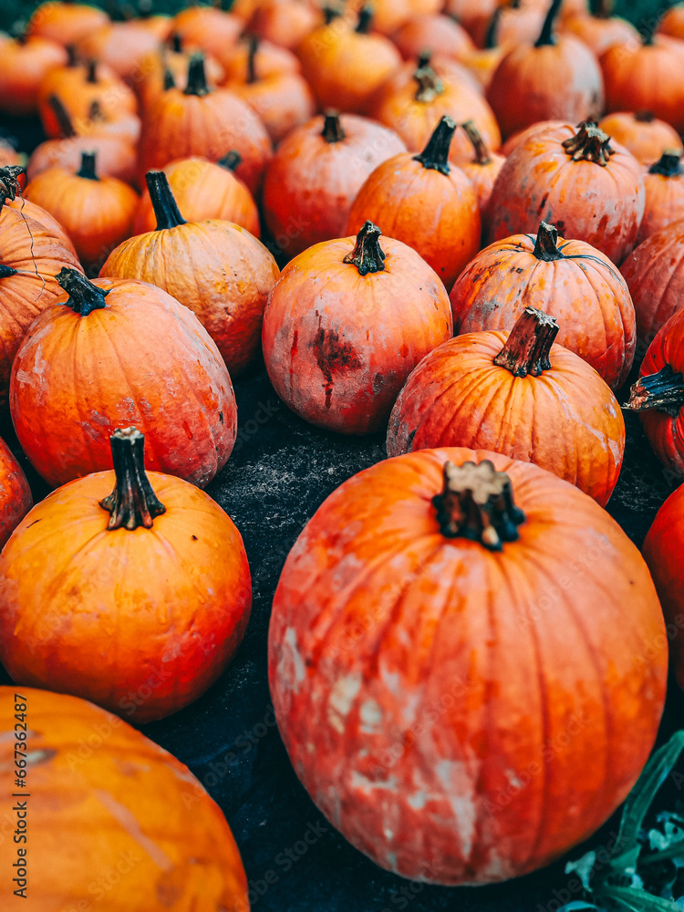 Beautiful orange pumpkins lie next to each other Beautiful orange pumpkins lie next to each other