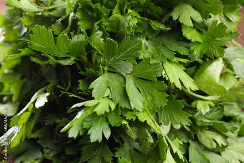 Fresh green parsley leaves as background, closeup