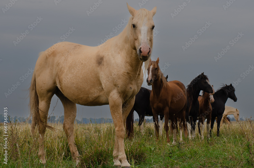 Obraz premium CABALLOS
