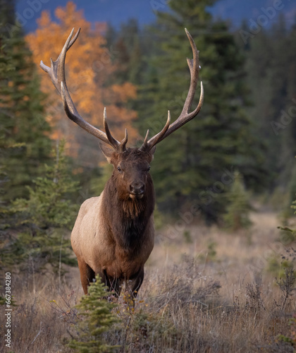 Fototapeta Naklejka Na Ścianę i Meble -  Bull elk during the rut in the Rocky Mountains 