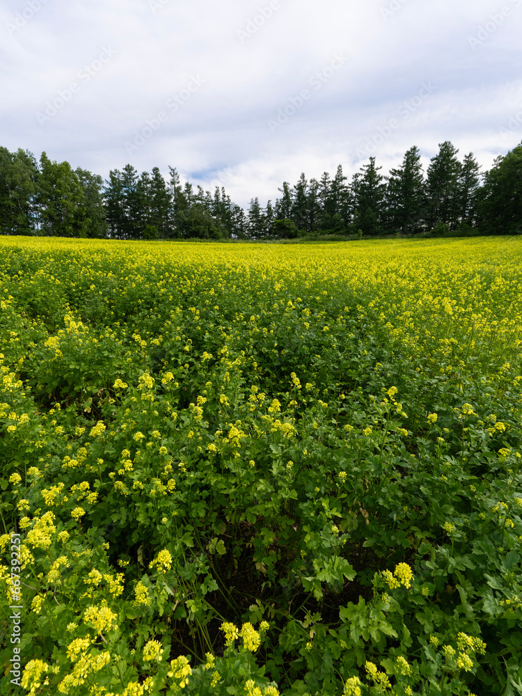 This is a field of yellow flowers taken in Furano, Japan. This is a field of yellow flowers taken in Furano, Japan.