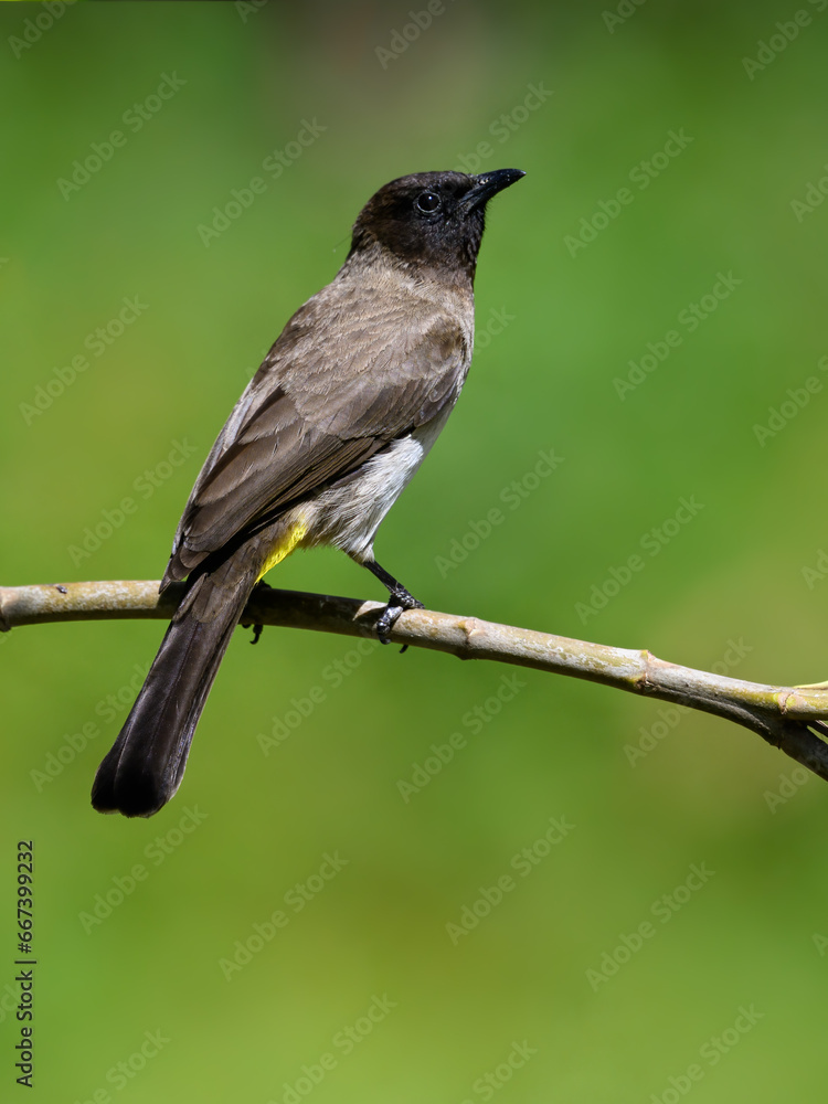 Fototapeta premium Common Bulbul on tree branch against green background