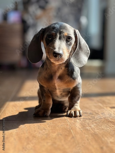 Foto Blue and tan dapple dachshund puppy wiener dog