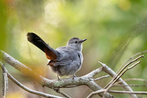 A grey catbird (Dumetella carolinensis) looking fluffy, fat and cute in Sarasota, Florida photo