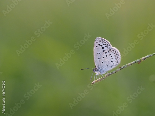 Wallpaper Mural チョウ　ヤマトシジミ Torontodigital.ca
