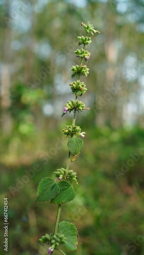 Ballota nigra plant in the forest photo
