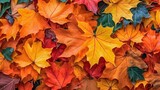 Overhead closeup view of maple leaves in autumn colors for background.