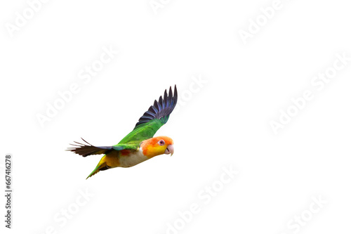 Beautiful of White-bellied Parrot flying isolated on transparent background png file
